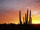 Organ Pipe Cactus National Monument