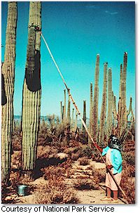 Tohono O'odham woman harvesting saguaro fruit