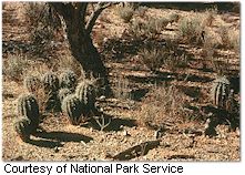 Young saguaros under nurse tree (Saguaro National Park)