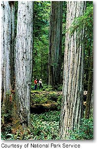 Redwood National and State Parks