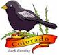 Lark Bunting, Colorado's state bird