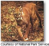 Panther at Big Cypress National Preserve