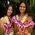 Hawaii Lei Greetings