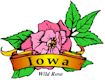 Wild Rose, Iowa's state flower