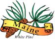 White pine cone & tassel, Maine's state flower