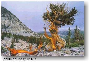 Great Basin National Park