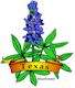 Bluebonnet, Texas' state flower